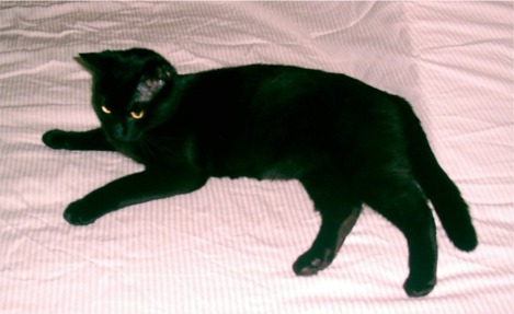 Little Black Cat